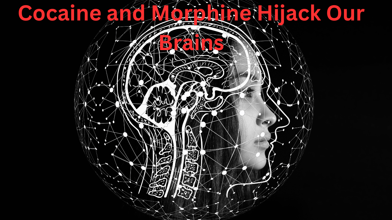 Cocaine and Morphine Hijack Our Brains